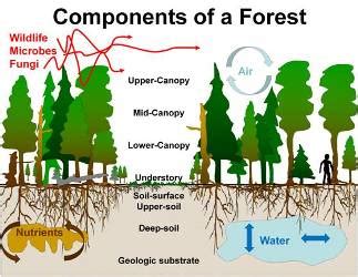  アトラスオオクワガタ、その巨大な体と力強い足で森の生態系を支える！