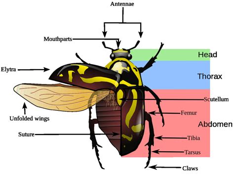  キャロブゾウムシ、その体色と構造はまるで小さな宝石箱のよう！