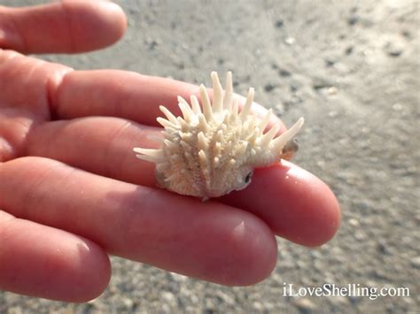  コクタン！この貝は「海の宝石」と呼ばれることもありますよ：驚異的な貝殻の模様と、砂の中に潜む独特な生活様式