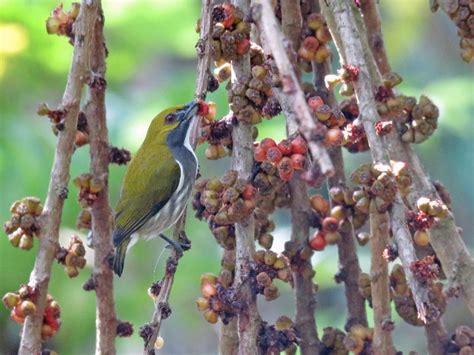  エトセトラ！その鮮やかな羽根を持つ鳥は一体何の鳥？