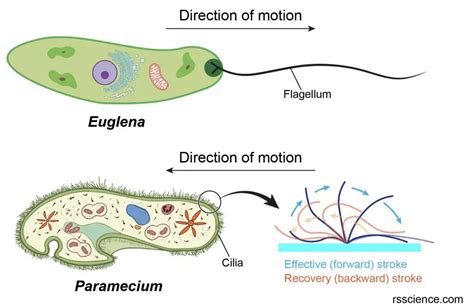  フラゲラテスは、鞭毛で水の中を優雅に舞う、単細胞生物の真の姿！