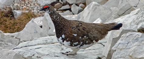  ライチョウ！宝石のような色彩と驚異的な高地適応力を持つ鳥は、一体どのように生き延びているのでしょうか？