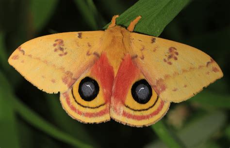  タガメ！夜行性の昆虫の仲間でありながら、鮮やかな色彩で昼間も活動する珍しい生き物