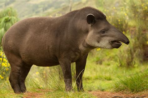  タピールの魅力！夜行性でありながら木登りも得意なこの哺乳類は一体どんな生き物？