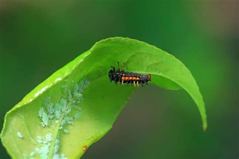  テントウムシ、その鮮やかな色合いと可愛らしい姿が愛される小さな益虫！