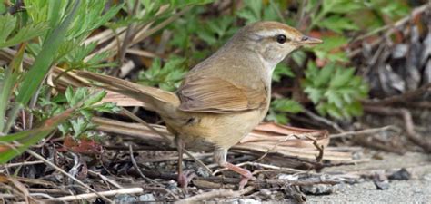  ウグイスは、美しい歌声と鮮やかな緑色の羽毛を持つ鳥