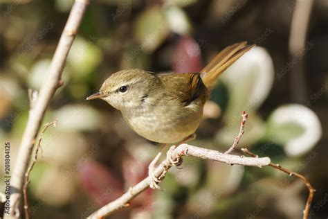  ウグイス！鳴き声で春を告げる、この小鳥は一体どんな生活をしているのだろう？