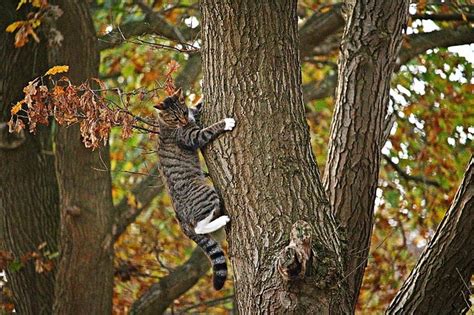 小石川 マンション: なぜ猫は階段を上るのが好きなのか？