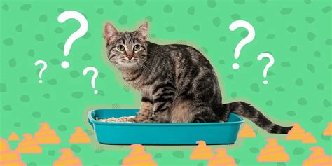 筋トレメニュー 1週間 自宅：なぜ猫は筋トレに興味を持たないのか？