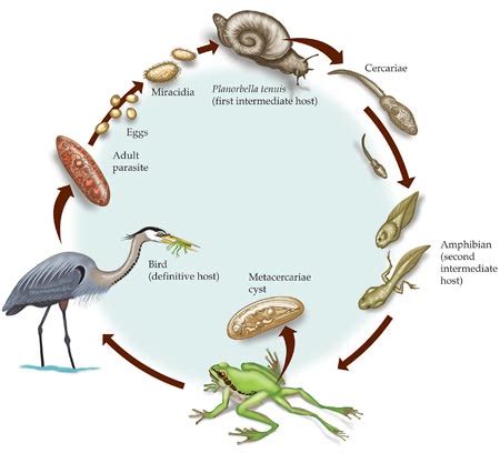  Xiphidiocercariae: 寄生する動物の驚異！水生生物を宿主にして、複雑なライフサイクルを生きるパラサイト