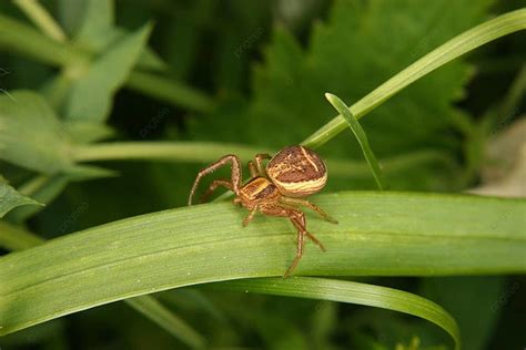  Xysticus: この毛むくじゃらの捕食者、一体どんな生き物なのだろう？